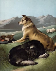 Collie Dogs